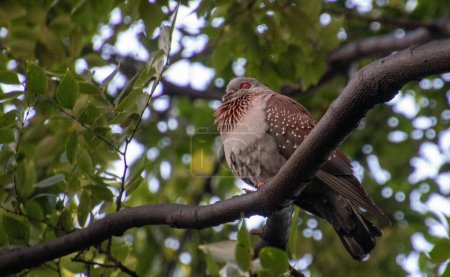 Un pigeon moucheté dort dans un arbre dans un jardin urbain en Afrique du Sud
