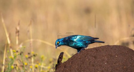 A Cape starling hunts for termites on a termite mound softened by overnight rain