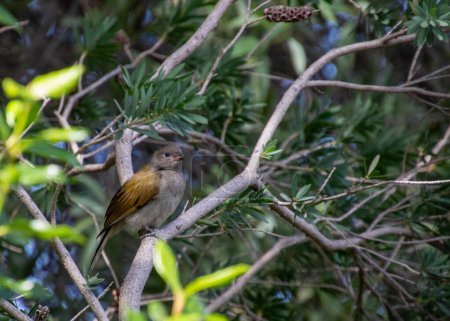 A lesser honeyguide isolated in a tree in an urban garden in South Africa