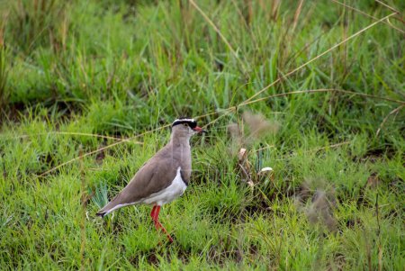 A crowned lapwing isolated in short green grass in the wild in South Africa