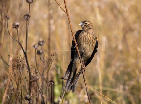 Aves sudafricanas - un pájaro viudo de cola de lón macho en plumaje no reproductivo aislado en la naturaleza