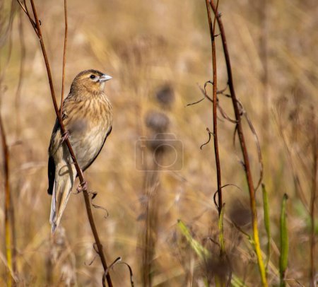 South African birds - long-tailed widowbird female