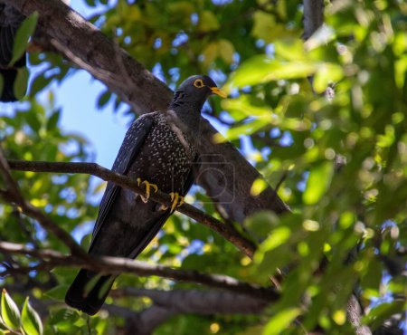An African olive pigeon isolated in a tree in the South African outdoors
