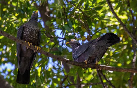 African olive pigeon pair isolated in the wild in South Africa