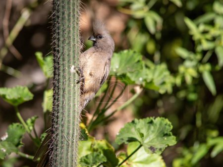 A speckled mousebird perched on a cactus in a garden in South Africa