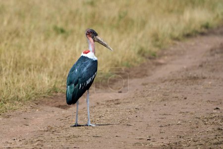 Rear view with copy space of a marabou stork bird standing on a path