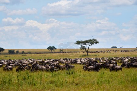 Full length horizontal photo of a group of buffaloes on a savannah together eating grass