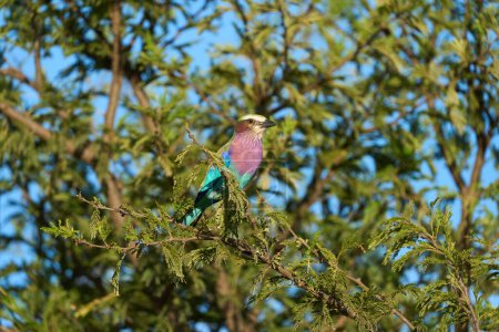 Vista de ángulo bajo foto de un pájaro rodillo de pechuga lila en una rama de árbol