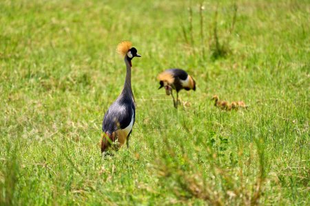A couple of crested Crane birds with chicks in the savannah