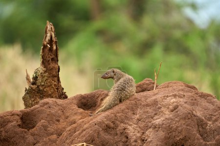 Téléchargez les photos : Photo pleine longueur d'une mangouste dans un tas de sable dans la savane - en image libre de droit