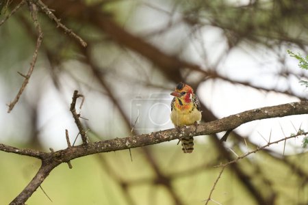 Bunter rot-gelber Berberitzenvogel auf einem Ast in der Savanne