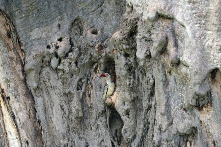 Longitud completa de un pájaro tockus leucomelas en un tronco de árbol antiguo