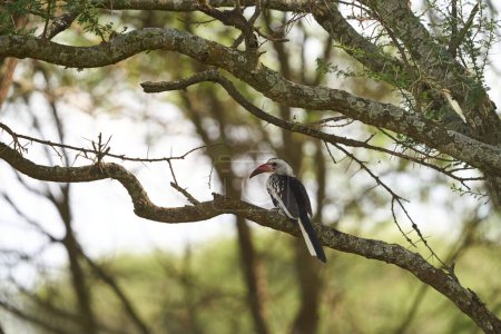 Rear view of a tockus leucomelas wild bird on a tree branch