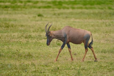 Full length photo with copy space of a topi animal walking free in the green savanna