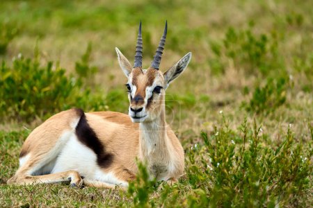 Volle Länge einer Thomsons-Gazelle, die im Gras liegt und sich ausruht