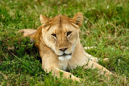 Lionne sauvage couchée sur une herbe verte fraîche
