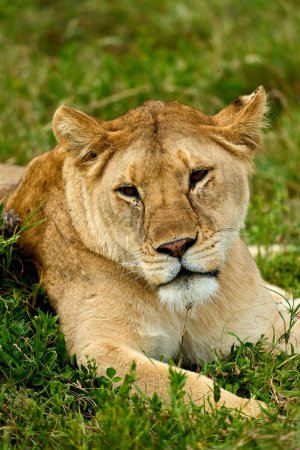 Vertikales Foto einer ruhigen Löwin auf dem Gras, die in der Savanne ruht
