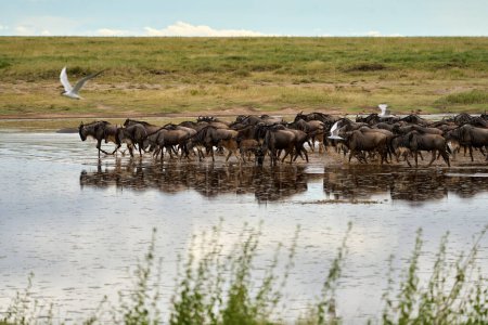 Photo for Full length photo of a group of buffaloes drinking water of a lake in the savanna - Royalty Free Image