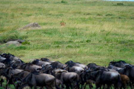 León acostado en alerta observando a un grupo de búfalos listos para cazar
