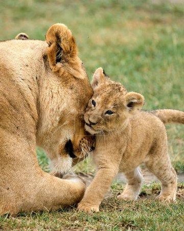 Téléchargez les photos : Photo verticale d'une tendre lionne caressant son petit avec la tête dans la savane - en image libre de droit