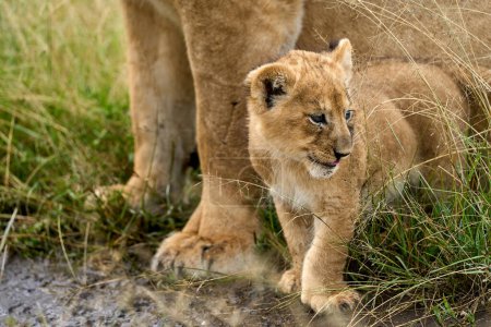 Teil eines kleinen Löwenbabys neben seiner beschützenden Mutter
