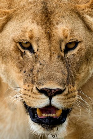 Primer plano vertical de la cara de una leona salvaje llena de moscas