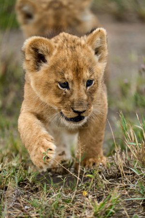Vertical close-up of a little lion cub walking with family in the savanna