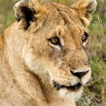 Lioness with flies on the face lying on the savanna under the sun