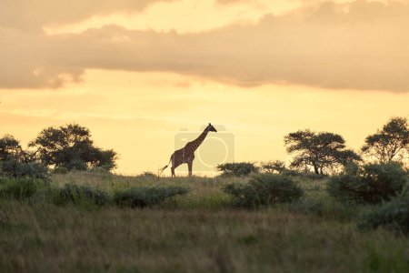 Téléchargez les photos : Girafe sauvage sur le fond pendant le coucher du soleil dans la savane - en image libre de droit