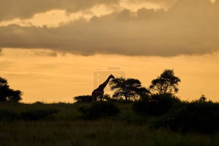 Téléchargez les photos : Photo pleine longueur de la silhouette d'une girafe dans la savane au coucher du soleil - en image libre de droit