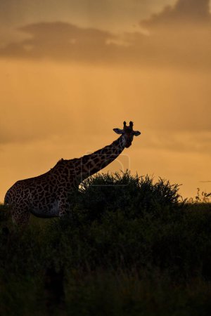 Vertical photo of the back lit of a giraffe in the savanna during sunset