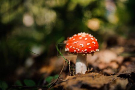 Photo for Red fly agaric grows in the forest - Royalty Free Image