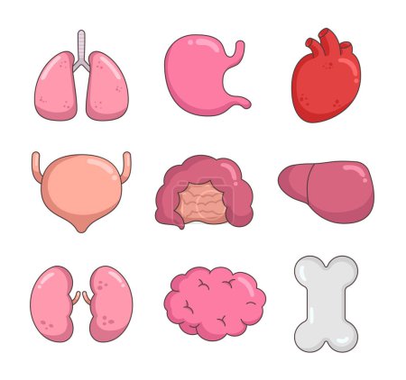 Illustration for Healthy human anatomy internal organs. Lung, stomach, heart, bladder, intestine, liver, kidney, brain, bone. Hand drawn style. Vector drawing. Collection of design elements. - Royalty Free Image