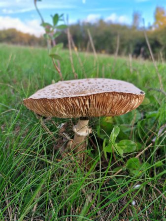 Foto de Toadstool in the meadow among the grass. Poisonous mushroom. - Imagen libre de derechos