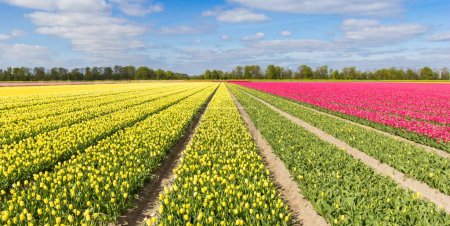 Panorama of yellow and pink tulips in The Netherlands