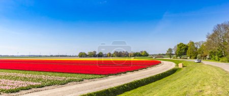 Panorama of the road through the tulip field in in The Netherlands