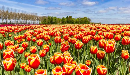 Red and yellow tulips blooming in the field in The Netherlands
