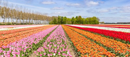 Panorama of various types of tulips in the field in The Netherlands