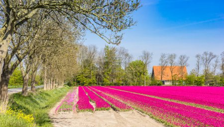 Tulipanes púrpura en una casa rural en Flevoland en los Países Bajos