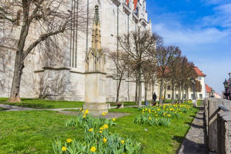 Gelbe Frühlingsblumen an der historischen Kirche in Mühlhausen