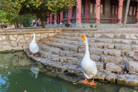 Par de gansos mudos en el estanque en el parque Renmin en Tianjin, China
