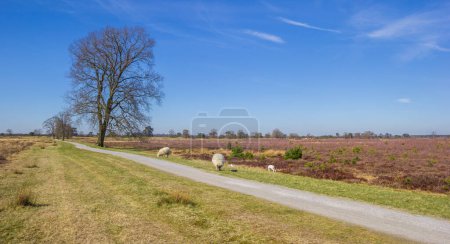 Wanderweg durch den Nationalpark Drents-Friese Wold, Niederlande