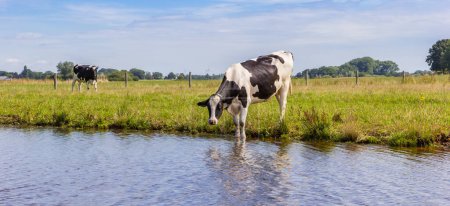 Panorama de una vaca bebiendo en el río Vecht cerca de Hardenberg, Países Bajos