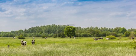 Schwarz-weiße Holsteinrinder auf der Weide bei Papenburg