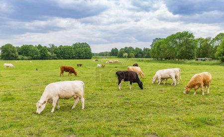 Vacas negras, blancas y marrones en el campo cerca de Papenburg, Alemania
