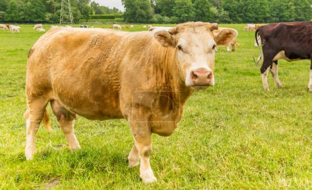 Vaca limusina irlandesa en el campo cerca de Papenburg, Alemania