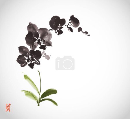 Minimalist ink wash painting with black phalaenopsis orchid on white background. Traditional oriental ink painting sumi-e, u-sin, go-hua. Translation of hieroglyph - orchid.