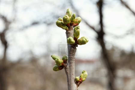 Téléchargez les photos : Early spring, buds swelled and spreads first leaves of fruit tree, white cherry. Spring agricultural work is begins - en image libre de droit