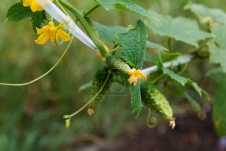 Photo for Small beauty cucumbers grow in garden and bloom. Tied with white tape, agriculture, on green fackground - Royalty Free Image