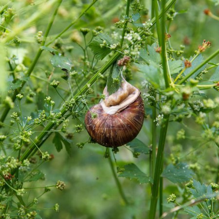 Téléchargez les photos : Escargot adulte accroché sur la feuille de persil vert dans le jardin de beauté en été - en image libre de droit